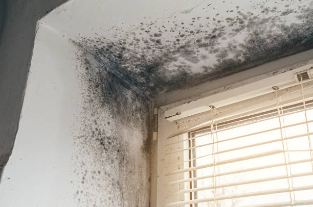 Affordable Black Mold Removal solutions in Ickesburg, PA